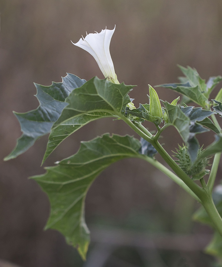 Image of Datura stramonium specimen.