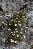 Minuartia oreina