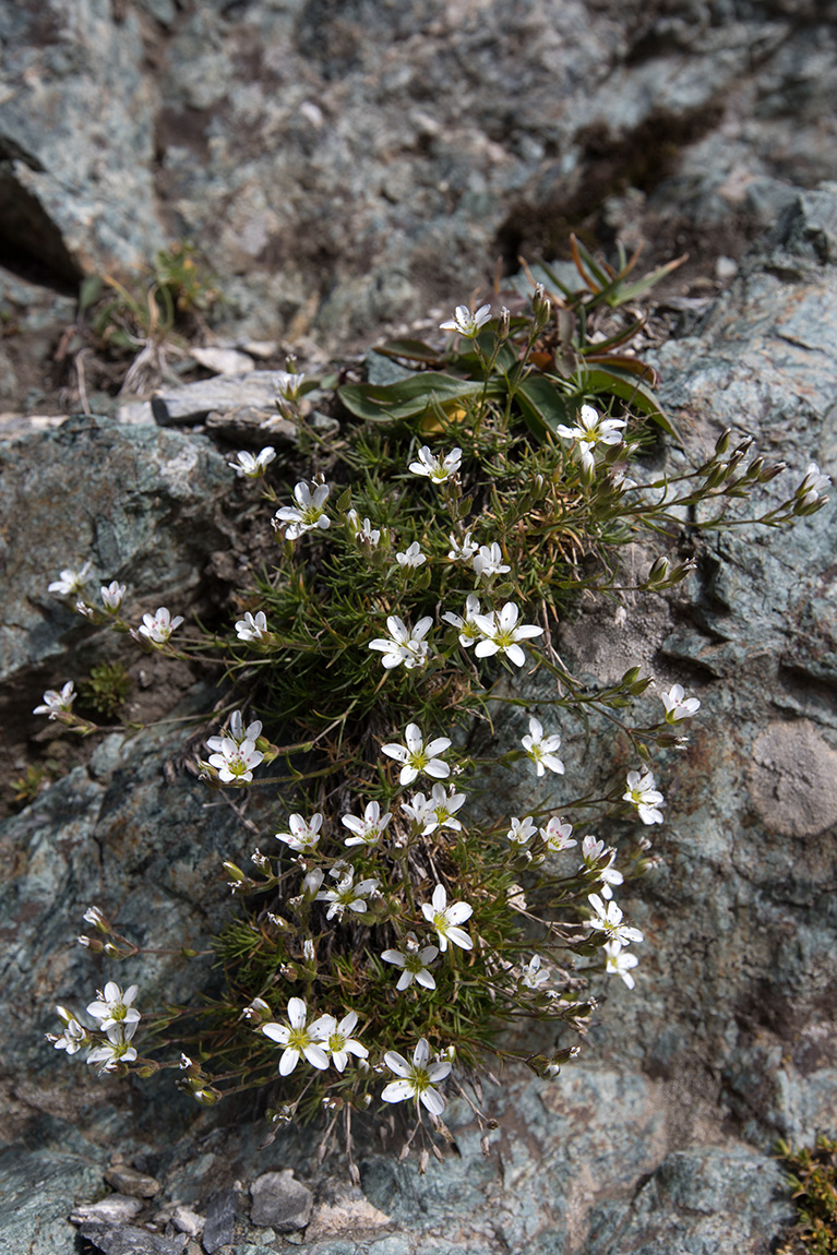 Image of Minuartia oreina specimen.
