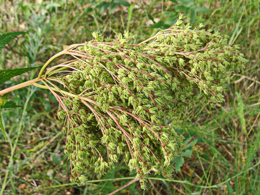 Image of Filipendula palmata specimen.
