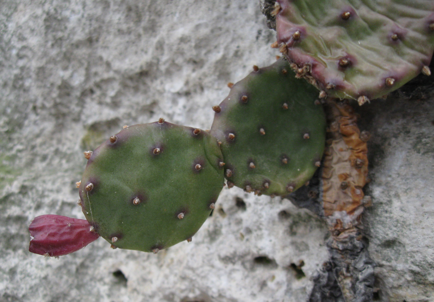 Image of Opuntia humifusa specimen.