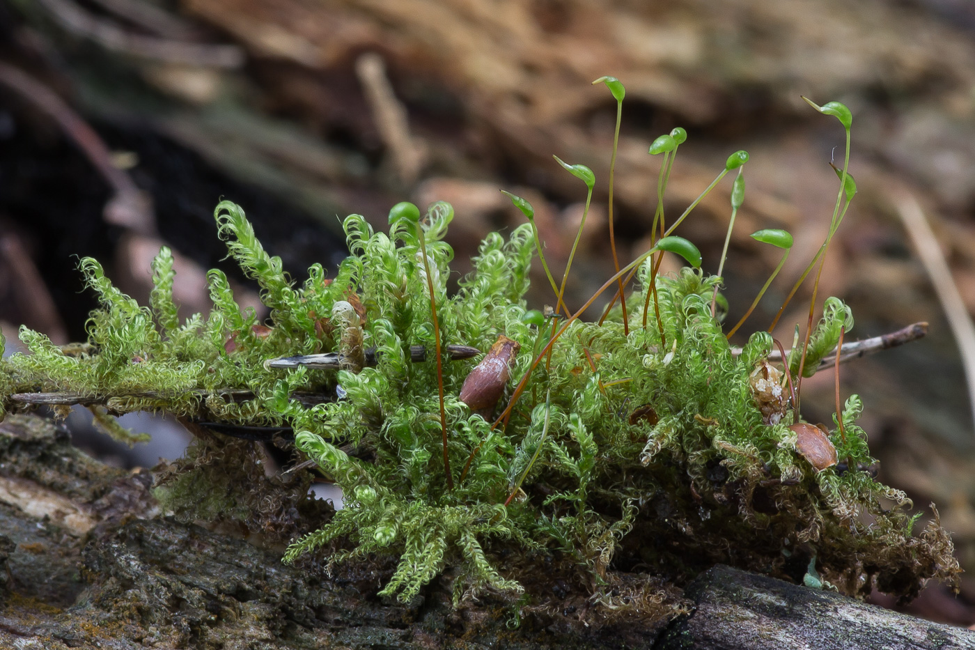Image of class Bryopsida specimen.