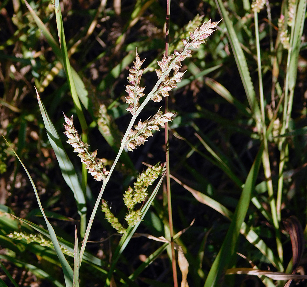 Image of Echinochloa crus-galli specimen.