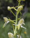 Platanthera chlorantha. Цветки и бутон. Испания, Каталония, пров. Жирона, комарка Рипольес, муниципалитет Сеткасес, окр. курорта \"Вальтер 2000\", ≈1900 м н.у.м., склон юго-западной экспозиции, опушка соснового (Pinus uncinata) леса. 23.06.2024.