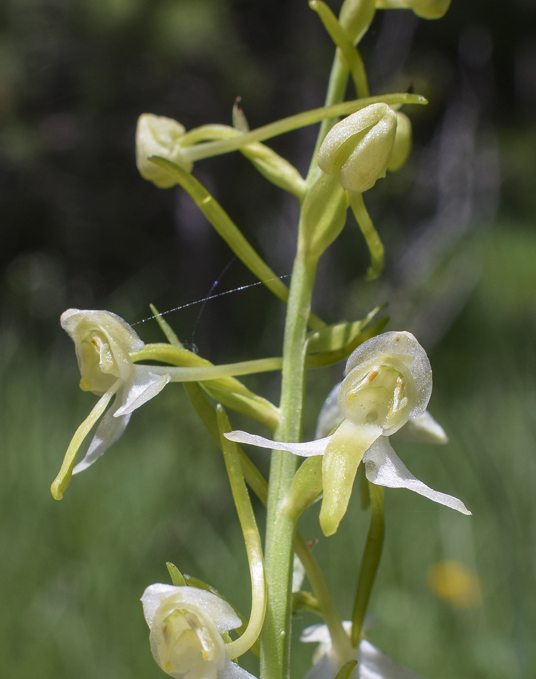 Image of Platanthera chlorantha specimen.