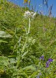 Centaurea cheiranthifolia