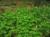 Galium odoratum. Аспект цветущих растений в дубово-грабовом лесу. Украина, Закарпатская обл., Виноградов, Чёрная гора. 5 мая 2008 г.