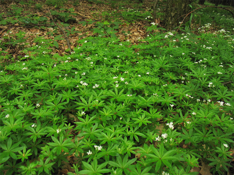 Image of Galium odoratum specimen.