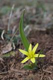 Gagea aipetriensis. Цветущее растение. Крым, Ай-Петринская яйла, ур. Чайное. 23.03.2025.