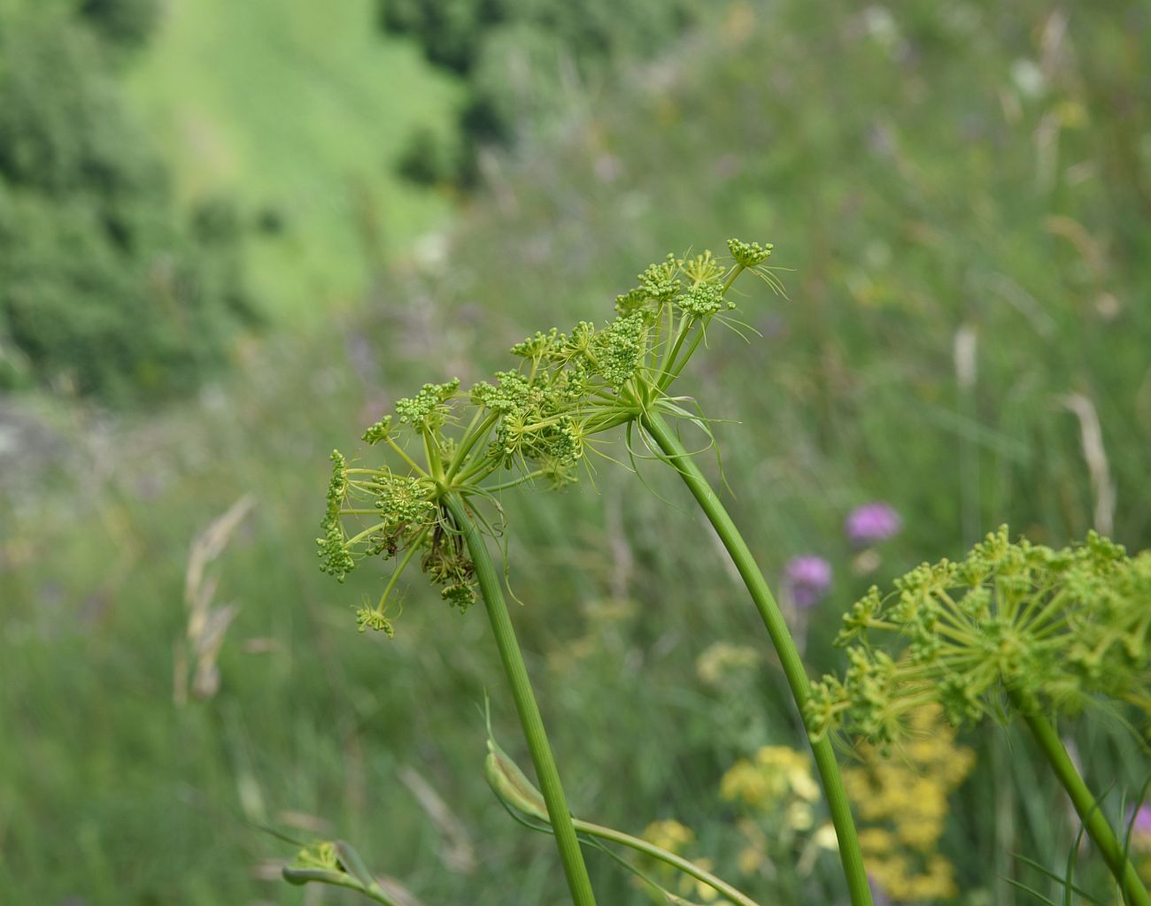 Изображение особи Peucedanum longifolium.