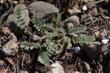 Astragalus sinaicus. Цветущее растение. Крым, окр. Балаклавы, можжевеловое редколесье. 13.04.2025.