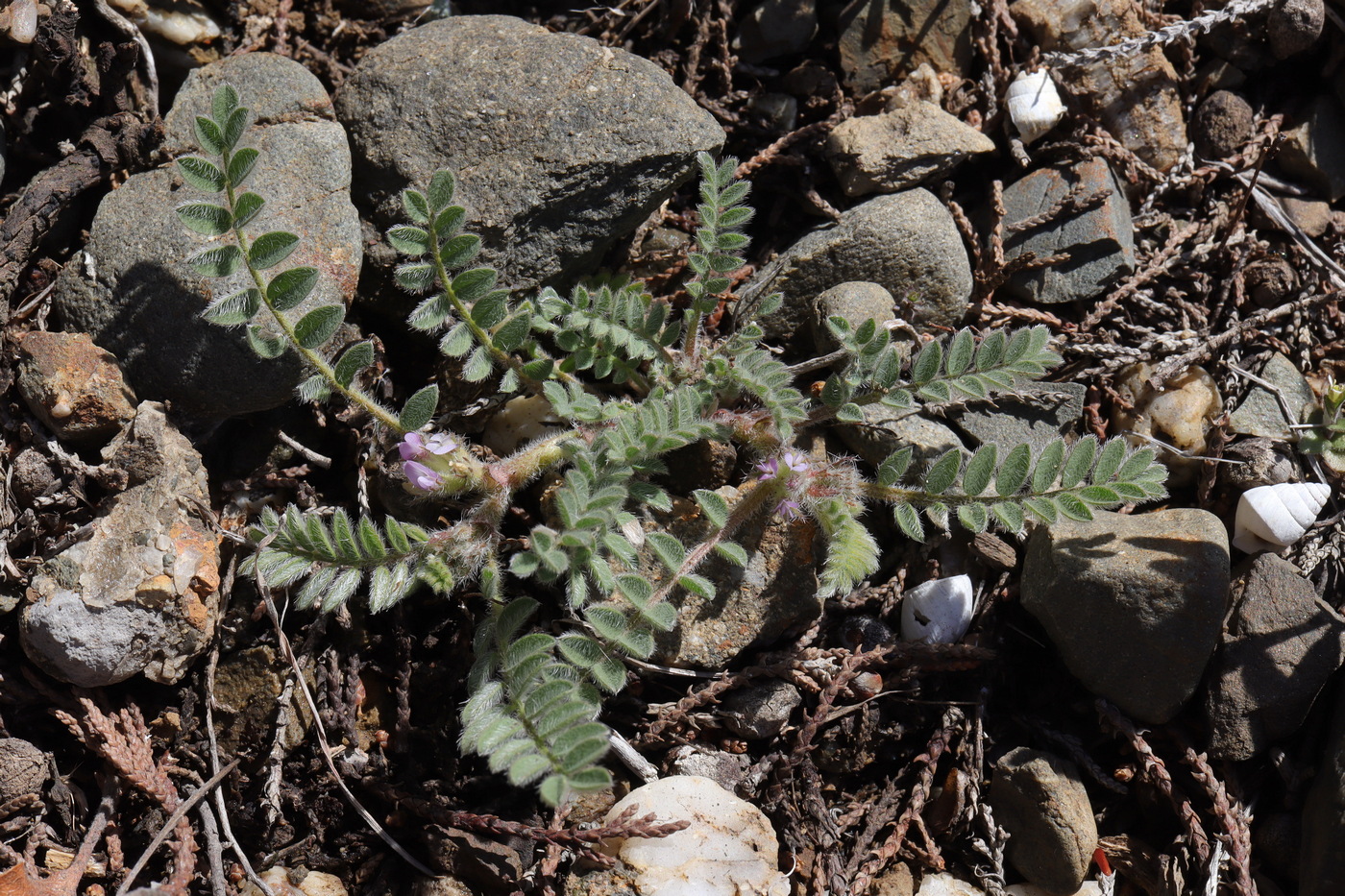 Изображение особи Astragalus sinaicus.