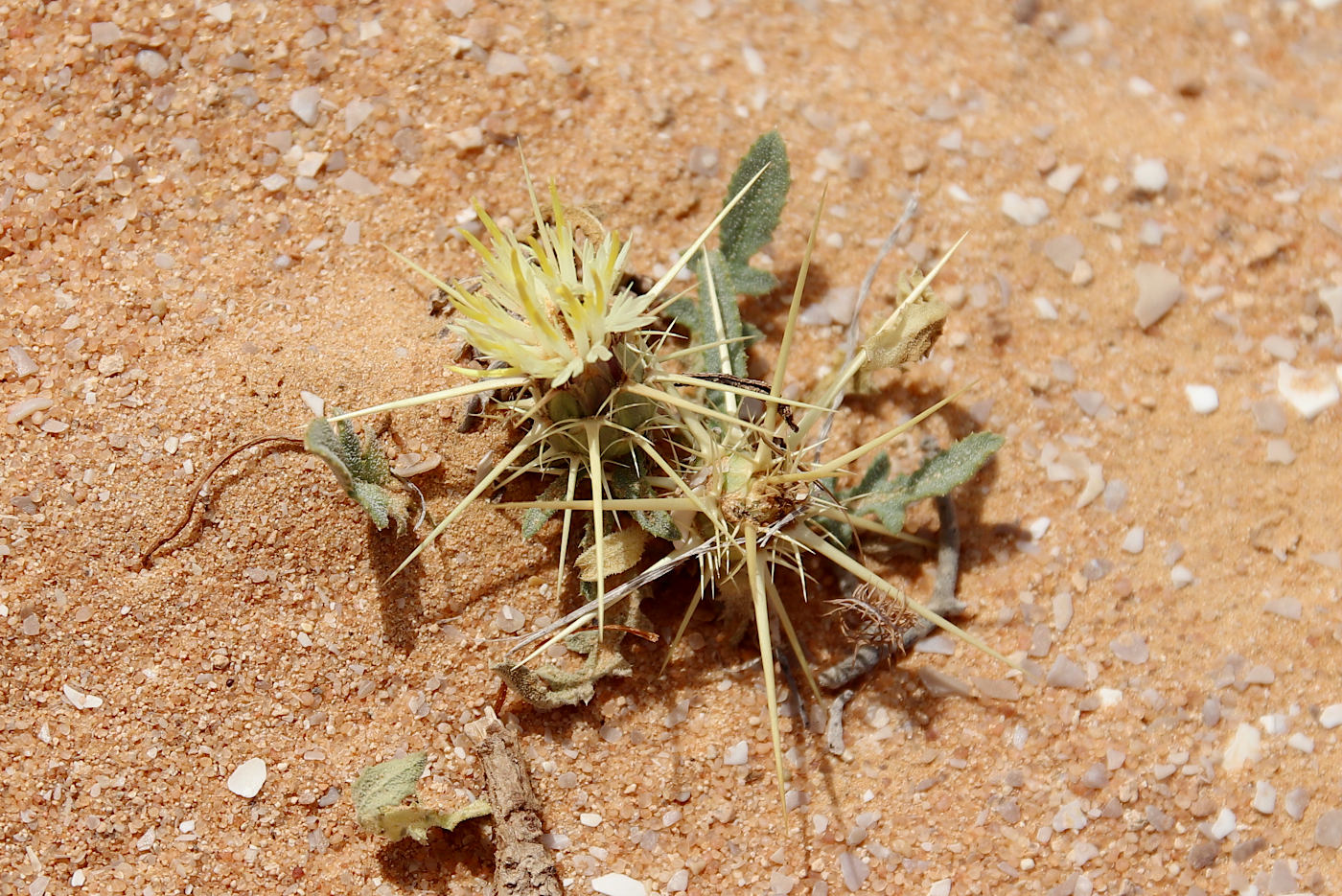 Изображение особи Centaurea pallescens.