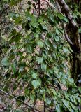 Hedera colchica