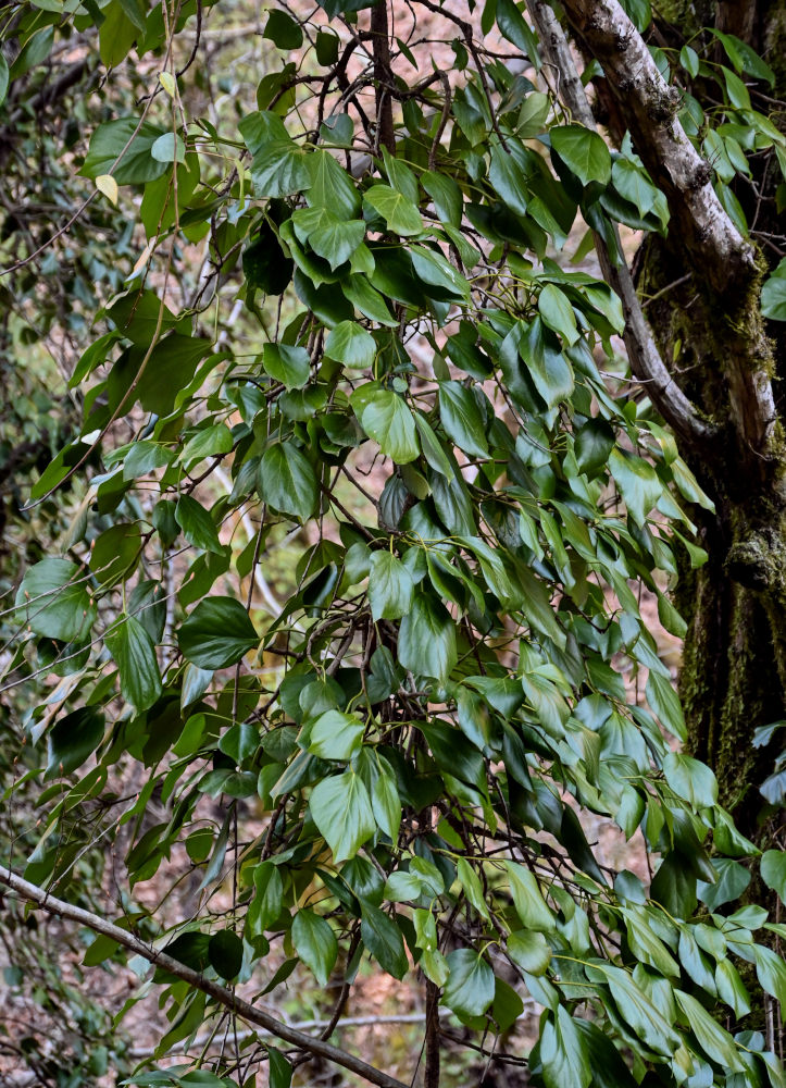 Изображение особи Hedera colchica.