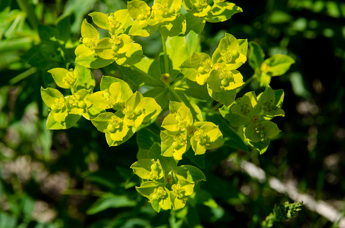 Image of genus Euphorbia specimen.