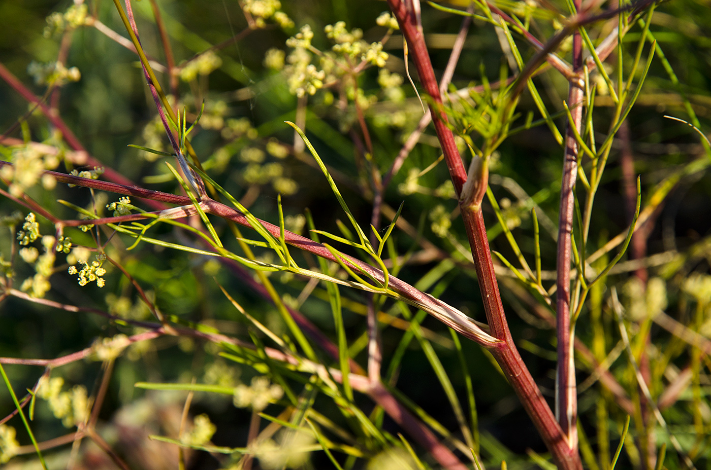 Изображение особи семейство Apiaceae.
