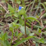 Commelina communis