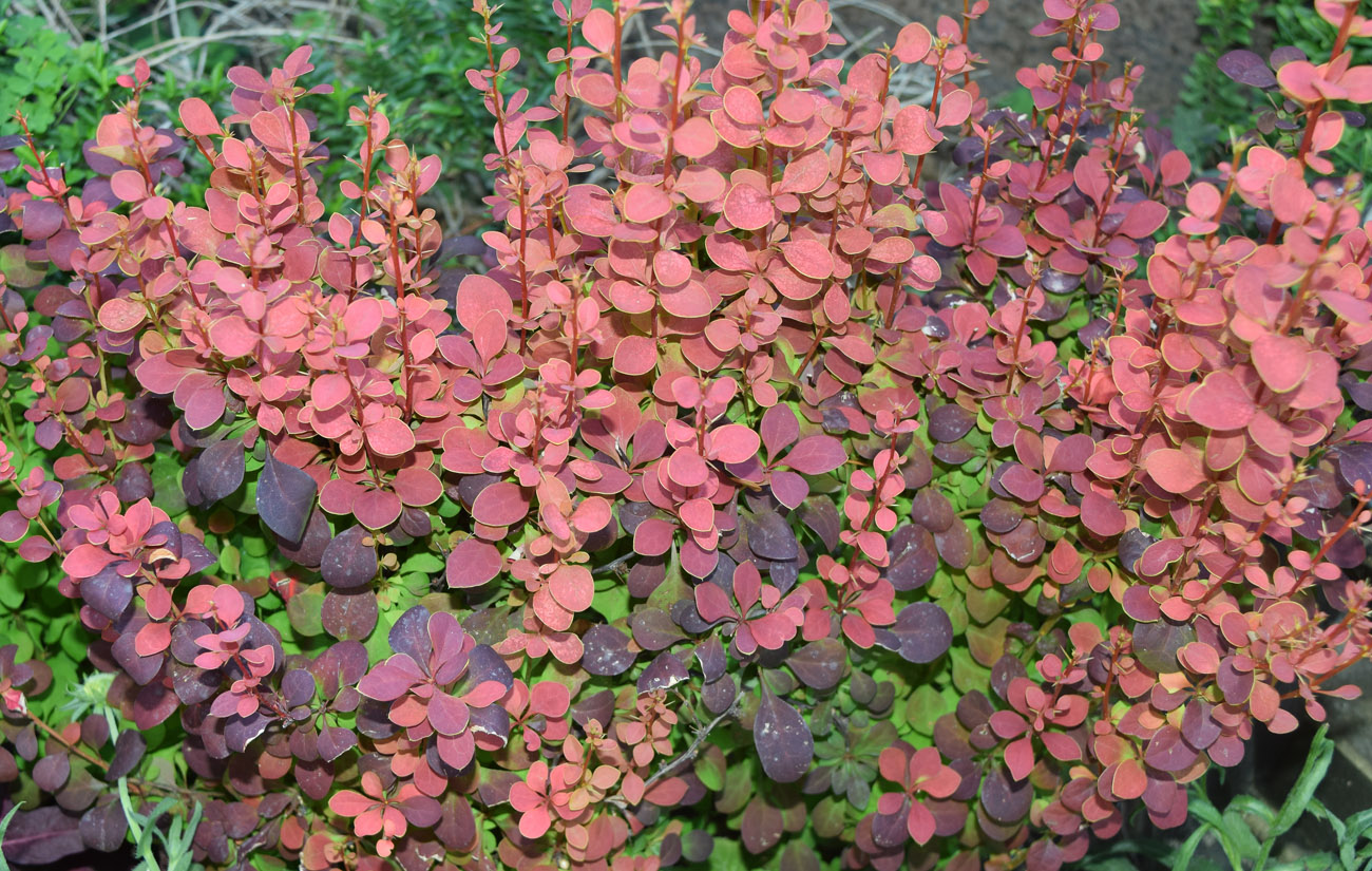 Изображение особи род Berberis.
