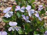 Viola sacchalinensis. Верхушка цветущего растения. Хабаровский край, г. Комсомольск-на-Амуре, Силинский лесопарк, обочина лесной дороги. 14.05.2025.