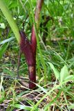 Archangelica officinalis
