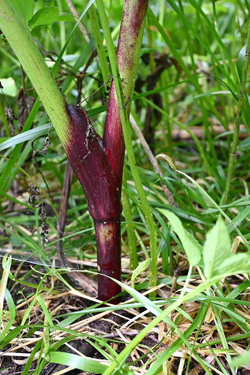 Image of Archangelica officinalis specimen.