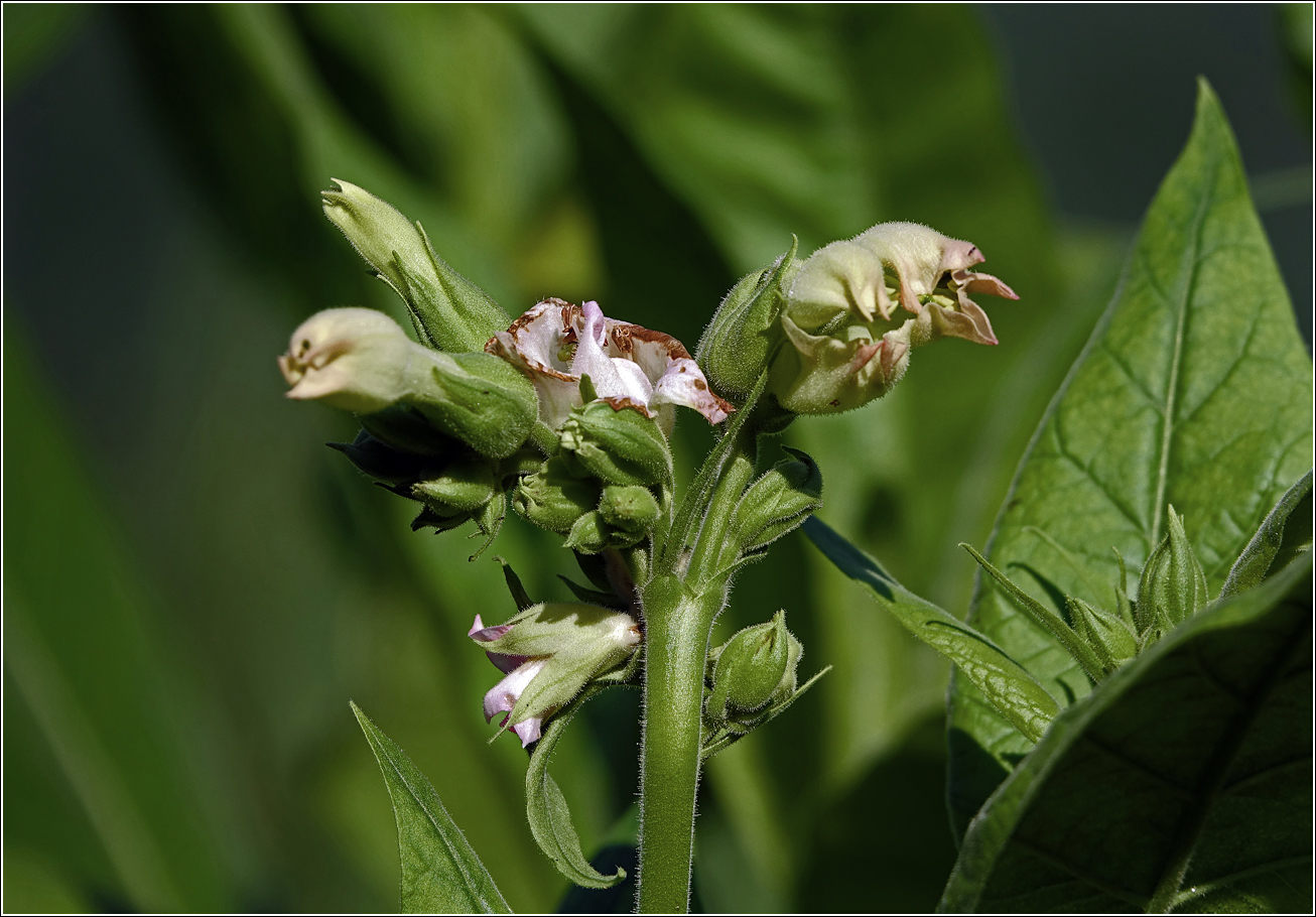 Изображение особи Nicotiana tabacum.