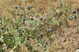 Echinops karatavicus