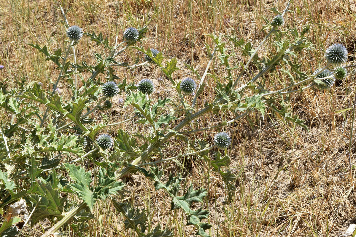 Изображение особи Echinops karatavicus.