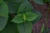 Agastache rugosa. Верхушка вегетирующего растения. Калужская обл., Боровский р-н, дер. Чёлохово, высота 200 м н.у.м, в парнике. 6 августа 2025 г.