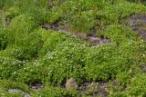 Chamaepericlymenum suecicum