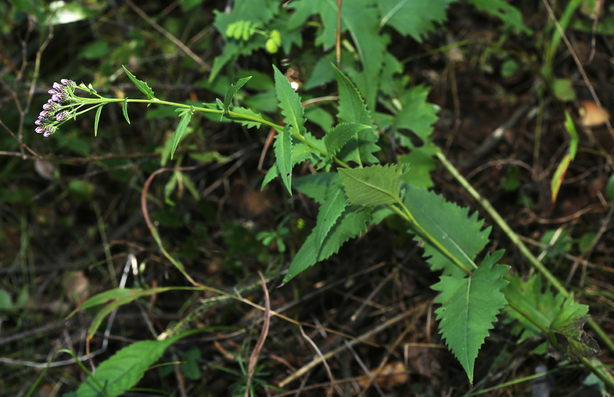 Изображение особи Saussurea odontolepis.