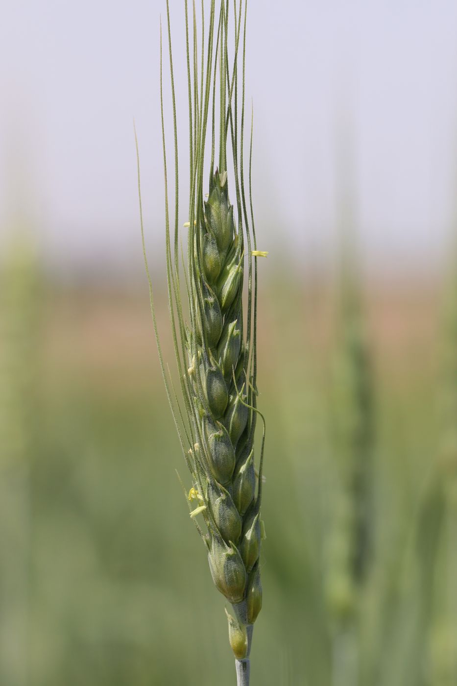 Изображение особи Triticum aestivum.