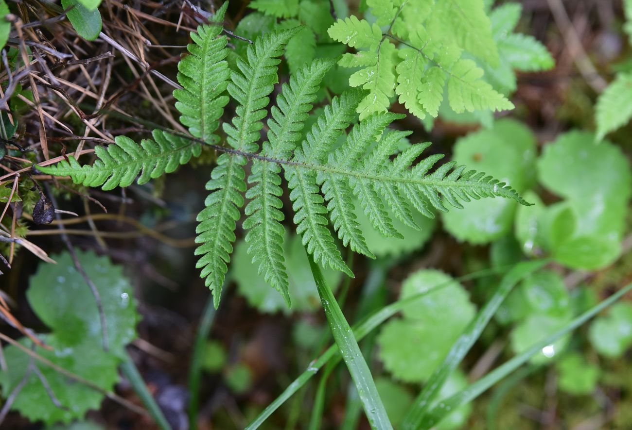 Image of Phegopteris connectilis specimen.