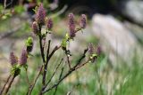 род Salix