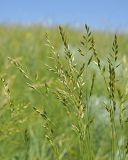 Festuca valesiaca. Верхушки цветущих растений. Ульяновская обл., Мелекесский р-н, дол. р. Бирля, ковыльно-разнотравная степь. 31.05.2024.