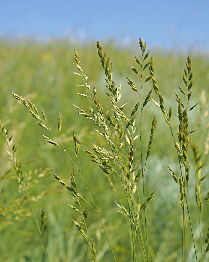 Image of Festuca valesiaca specimen.