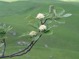 Sorbus caucasica. Ветвь с соцветиями. Карачаево-Черкесия, Зеленчукский р-н, гора Джангур, ≈ 1500 м н.у.м., задернованное скальное обнажение. 04.06.2025.
