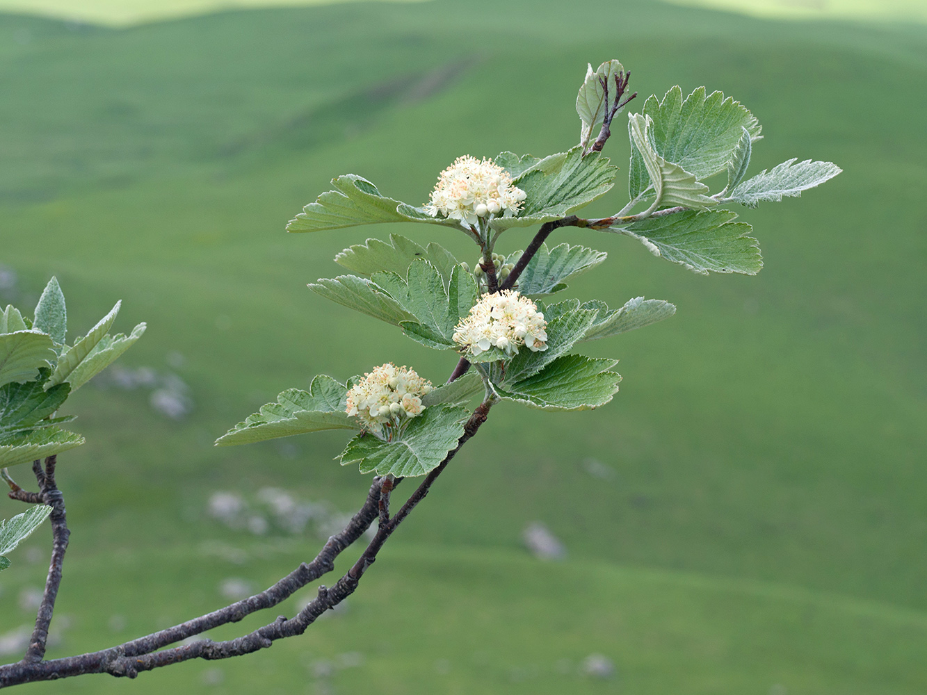Изображение особи Sorbus caucasica.