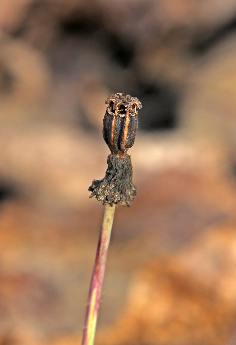 Image of Papaver sokolovskajae specimen.