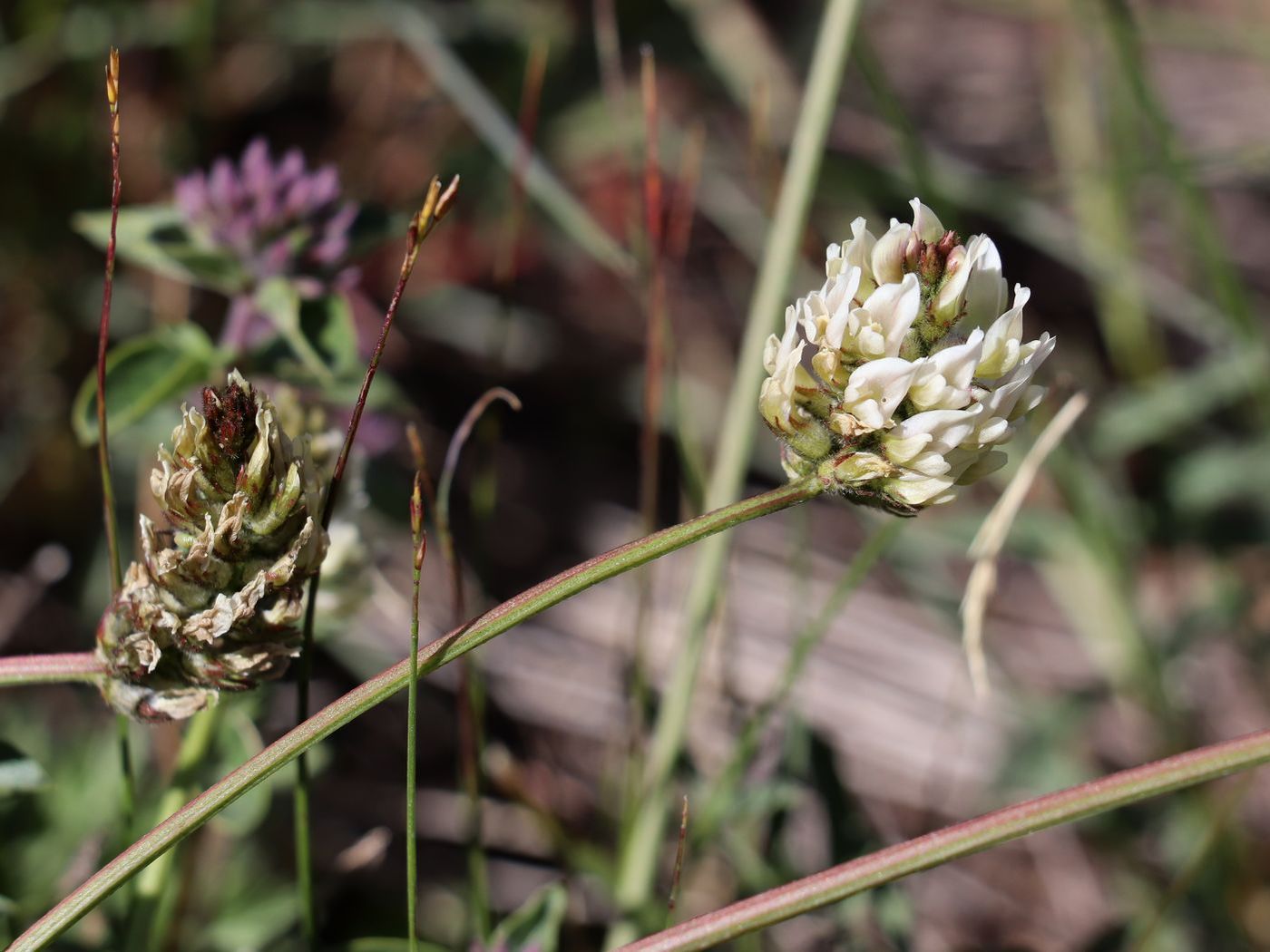 Изображение особи Astragalus subscaposus.