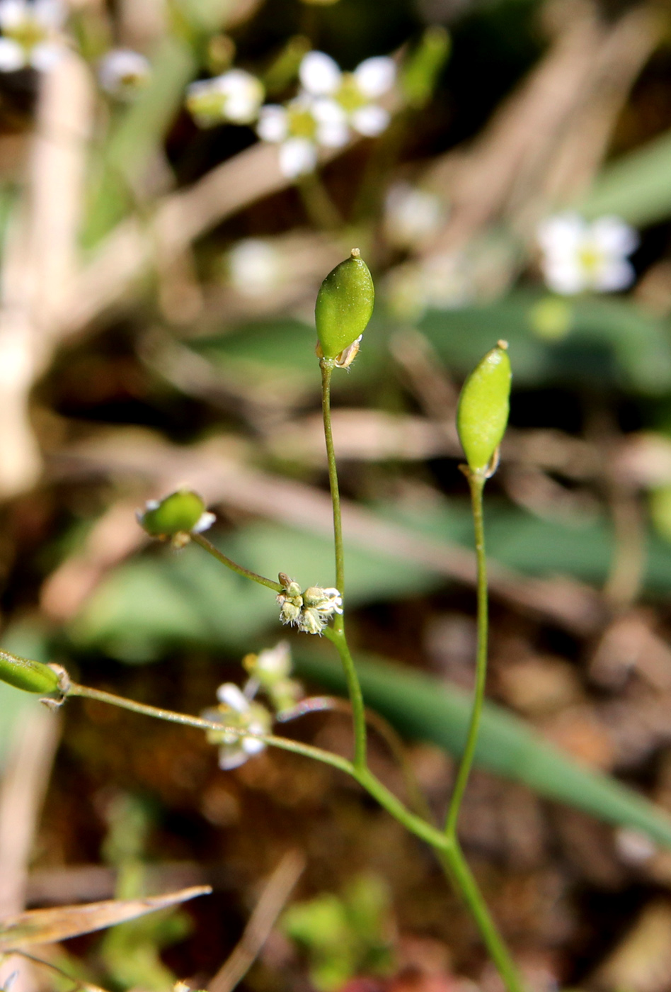 Image of Erophila verna specimen.