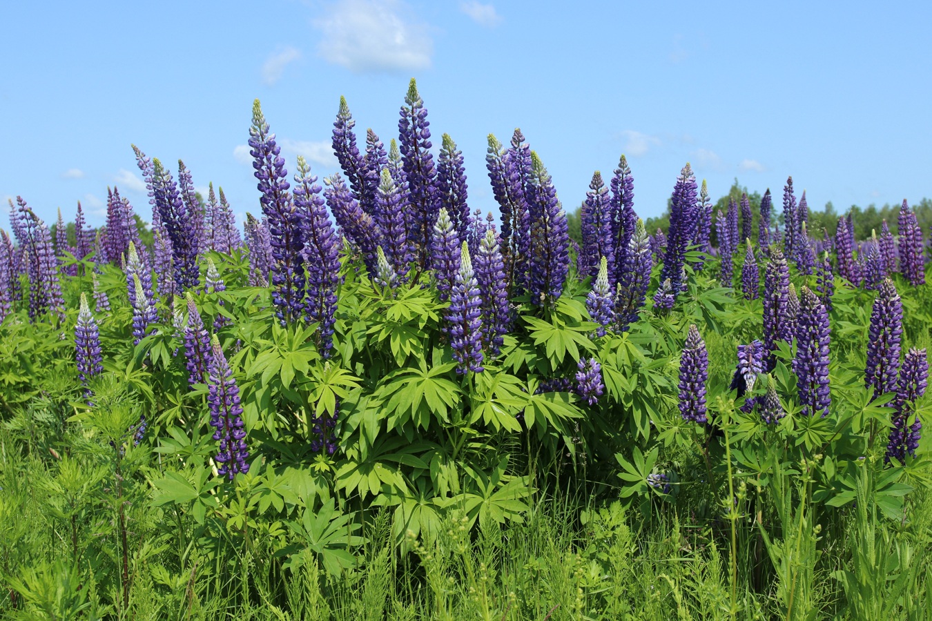 Изображение особи Lupinus polyphyllus.