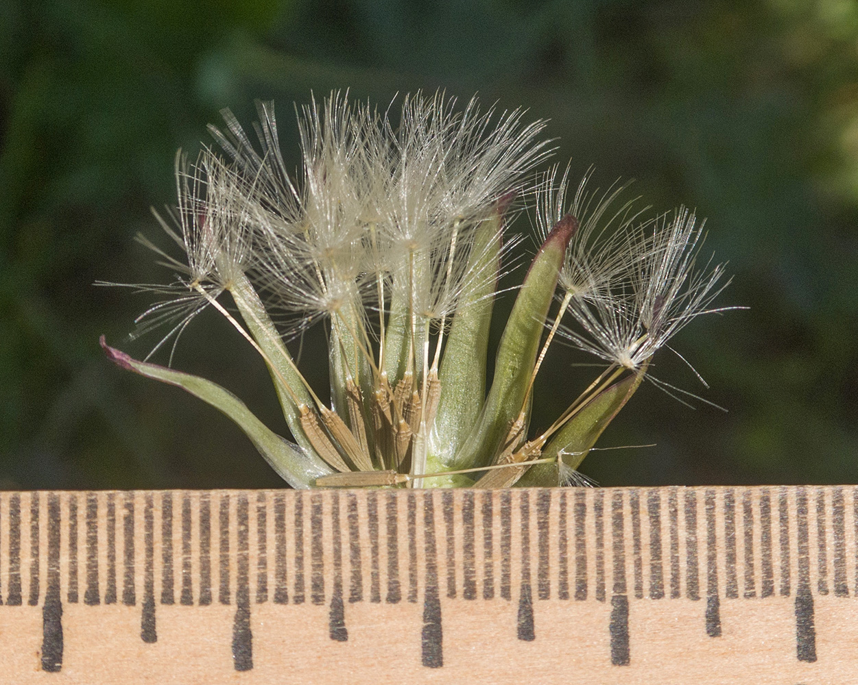 Изображение особи Taraxacum confusum.