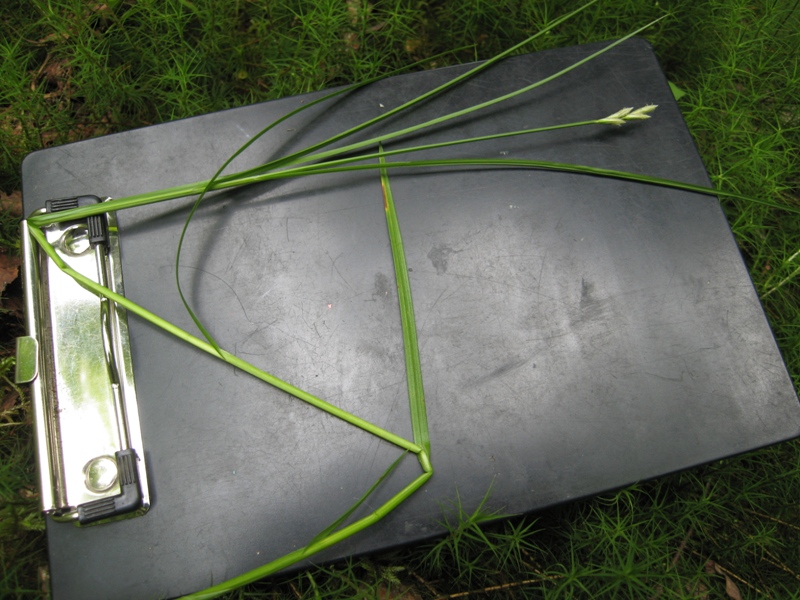 Image of Carex leporina specimen.