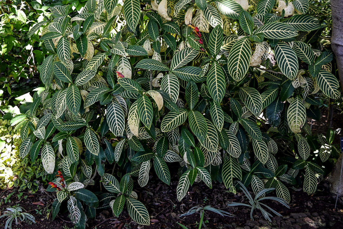 Изображение особи Sanchezia speciosa.