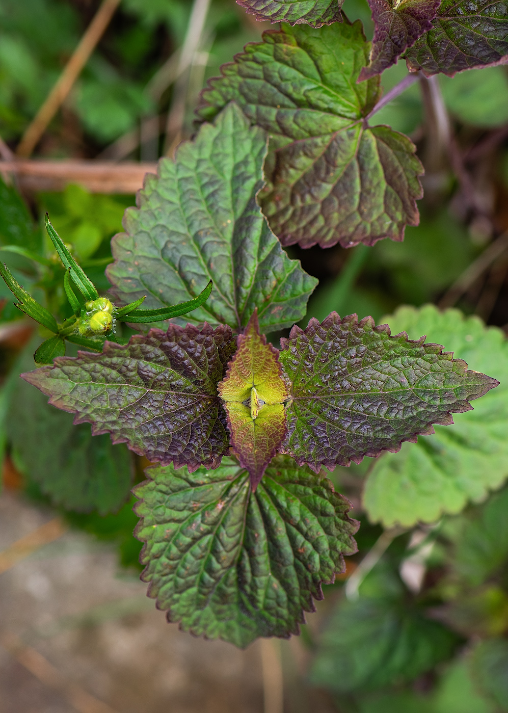 Изображение особи семейство Lamiaceae.