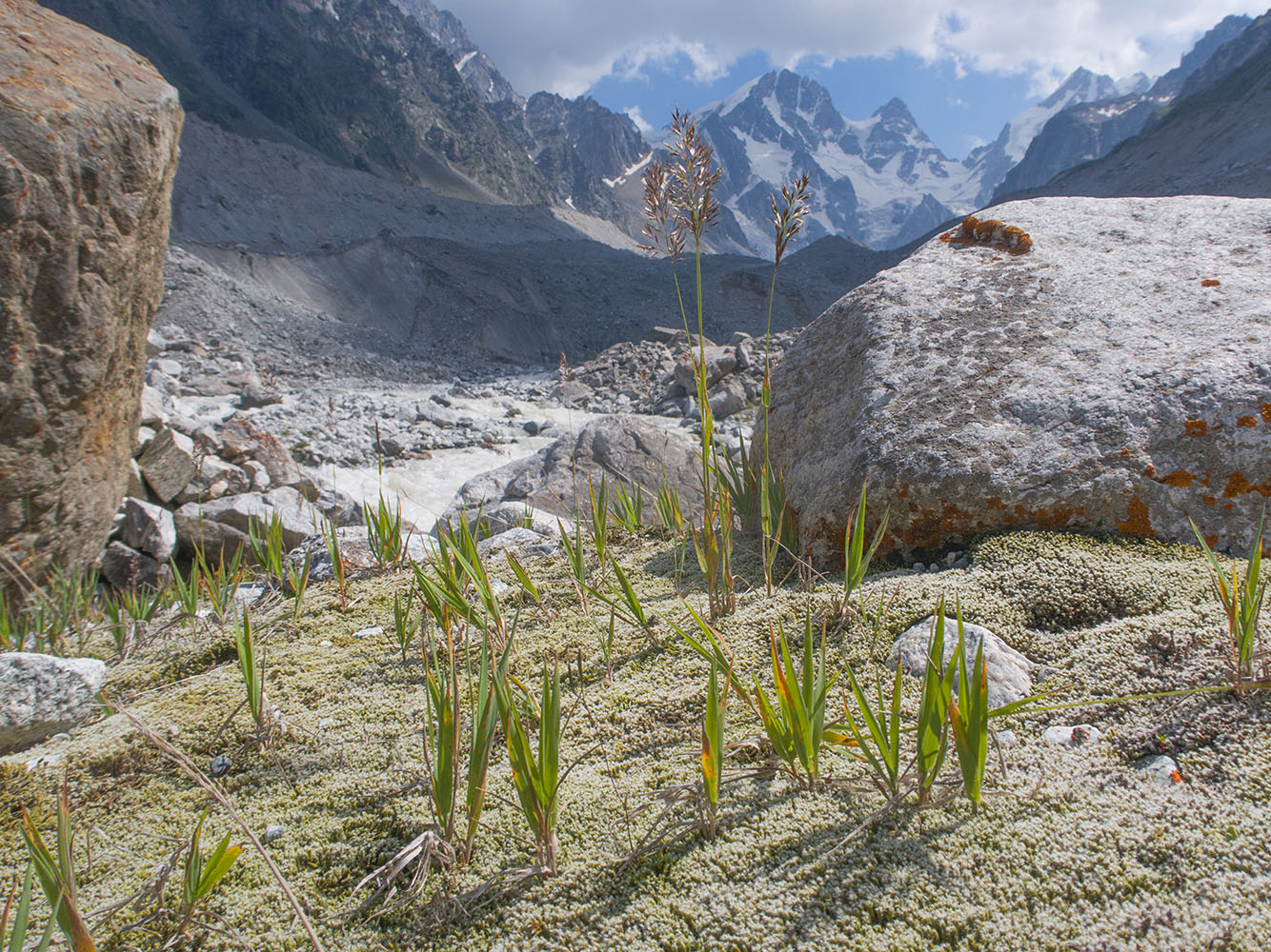 Image of Calamagrostis balkharica specimen.