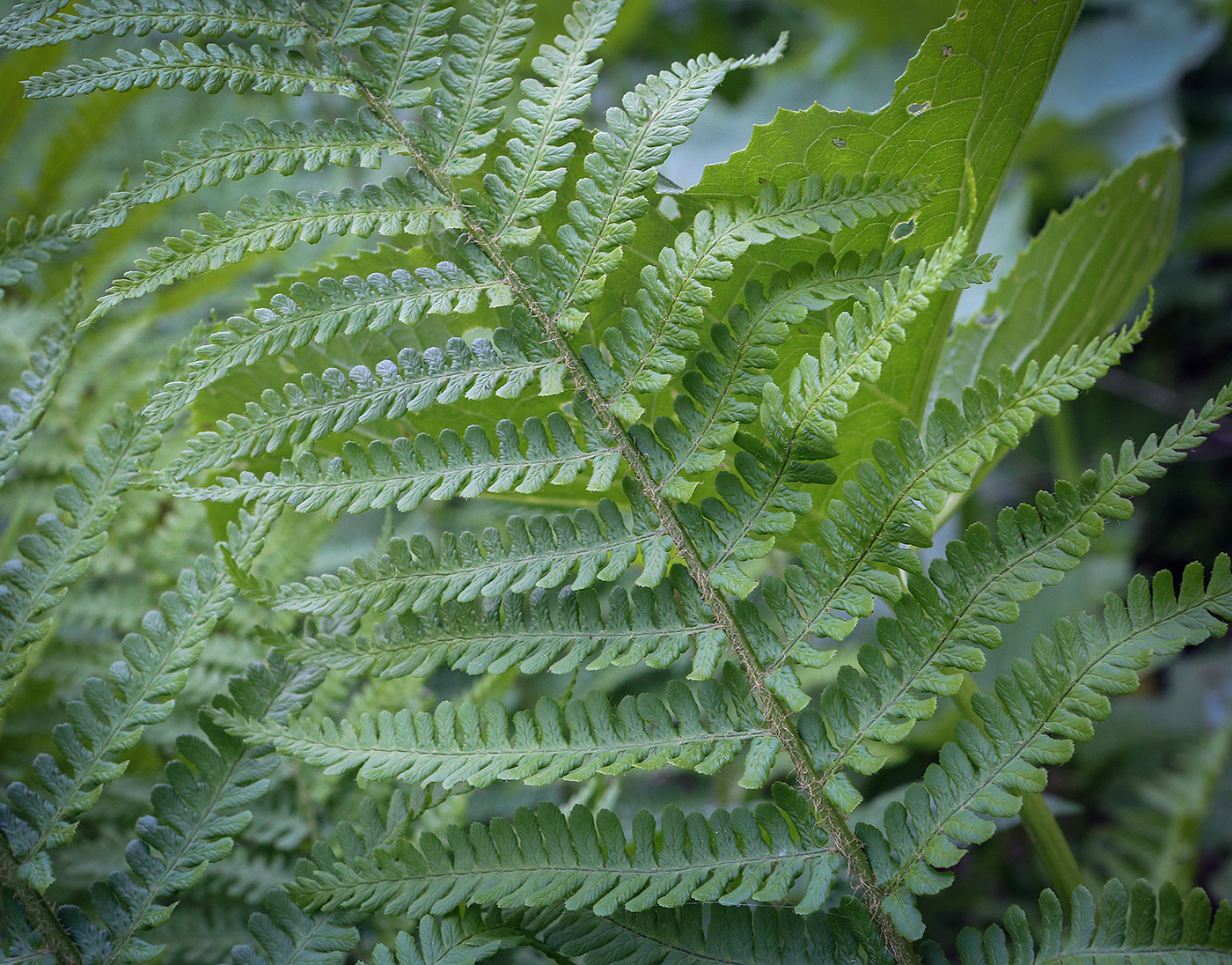 Image of genus Dryopteris specimen.