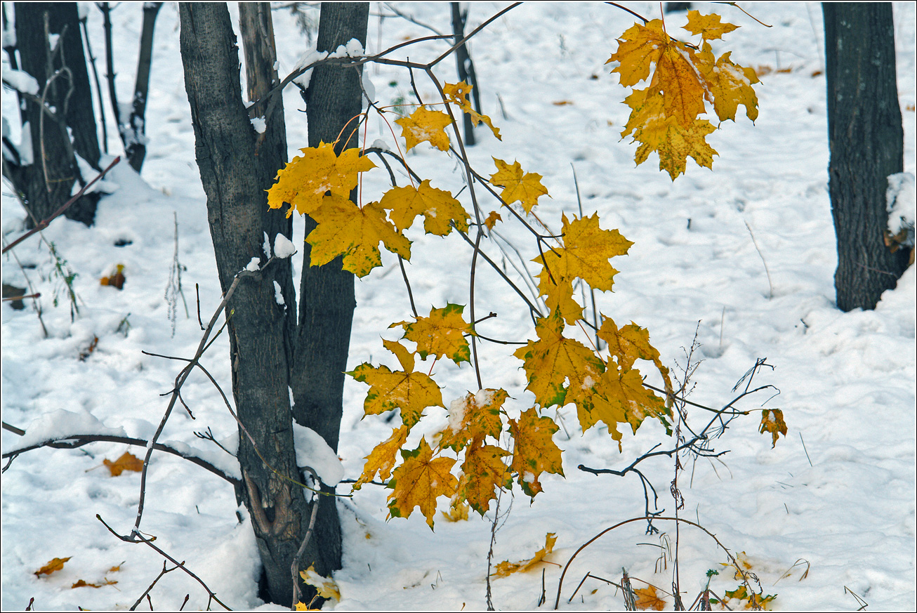 Изображение особи Acer platanoides.